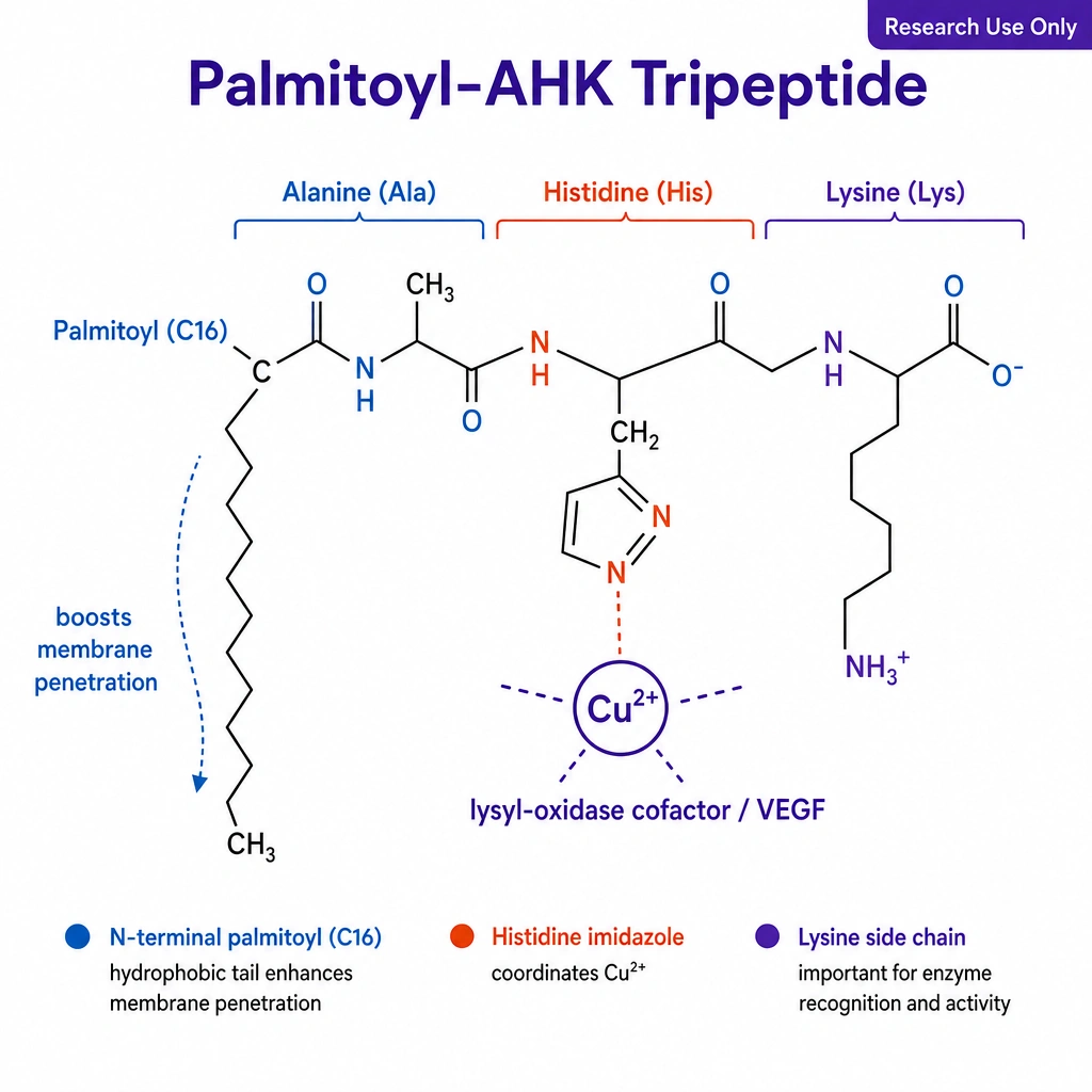 three labeled residues Alanine–Histidine–Lysine, a long C16 palmitoyl fatty-acid tail attached at the N-terminus, and a copper ion (Cu²⁺) coordinated by the **histidine imidazole ring**. Label the fatty tail boosts membrane penetration and the copper site lysyl-oxidase cofactor / VEGF.