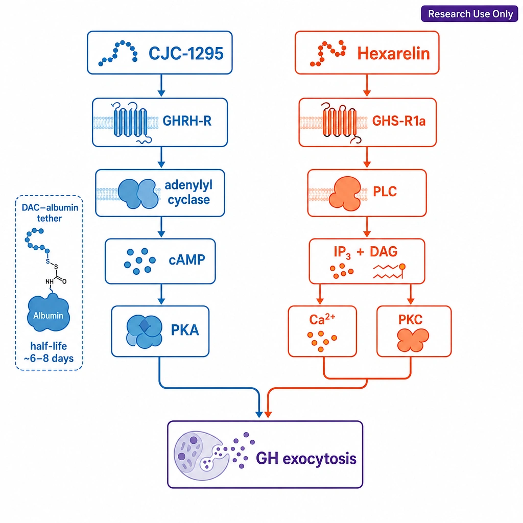 Two parallel signaling cascades side by side. Left: CJC-1295 → GHRH-R → adenylyl cyclase → cAMP → PKA, with a small **DAC–albumin tether** icon labeled half-life ~6–8 days. Right: Hexarelin → GHS-R1a → PLC → IP₃ + DAG → Ca²⁺ / PKC. Both arrows meet at GH exocytosis.