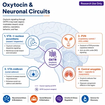A scientific infographic, "Oxytocin & Neuronal Circuits," on a stylized side-view brain with four labeled nodes connected to a central **oxytocin receptor (OXTR)** icon: "VTA → nucleus accumbens (reward / dopamine)," "PVN (copulatory control / nitric oxide)," "VTA–midbrain (social salience)," "central amygdala (fear — opposite to vasopressin)."
