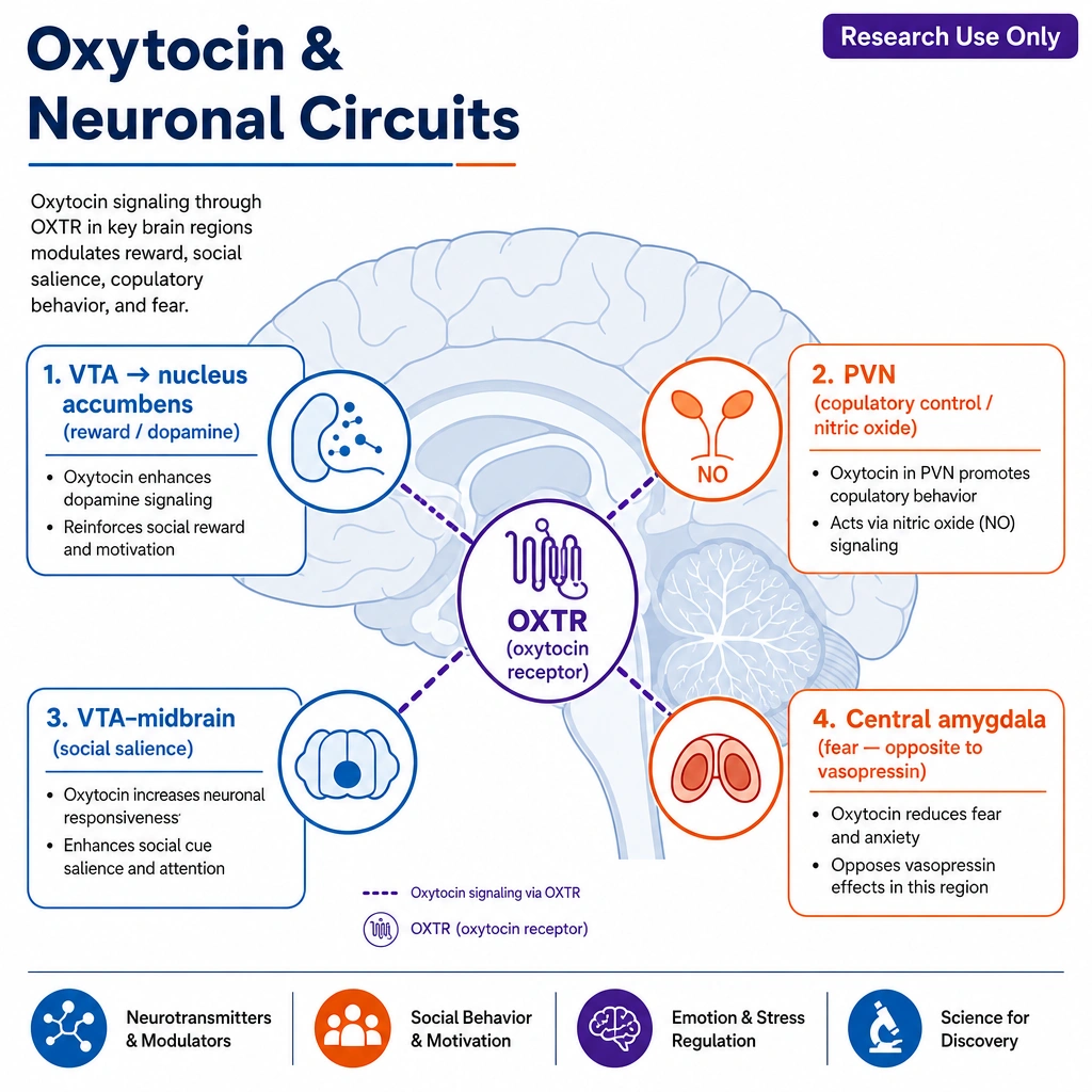 A scientific infographic, "Oxytocin & Neuronal Circuits," on a stylized side-view brain with four labeled nodes connected to a central **oxytocin receptor (OXTR)** icon: "VTA → nucleus accumbens (reward / dopamine)," "PVN (copulatory control / nitric oxide)," "VTA–midbrain (social salience)," "central amygdala (fear — opposite to vasopressin)."