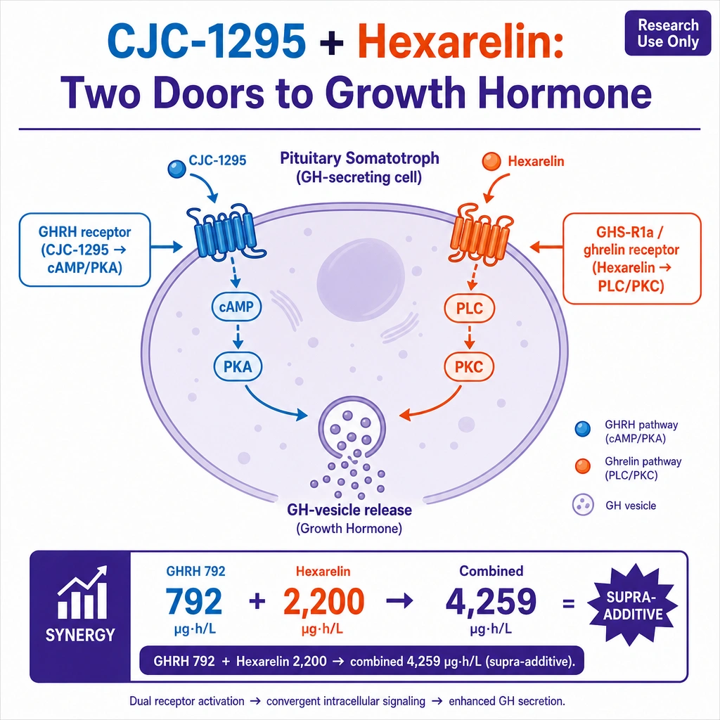 A scientific infographic, "CJC-1295 + Hexarelin: Two Doors to Growth Hormone." A single pituitary **somatotroph** with two membrane receptors: "GHRH receptor (CJC-1295 → cAMP/PKA)" on one side and "GHS-R1a / ghrelin receptor (Hexarelin → PLC/PKC)" on the other, both converging on **GH-vesicle release**. A synergy call-out: "GHRH 792 + Hexarelin 2,200 → combined 4,259 µg·h/L (supra-additive)."