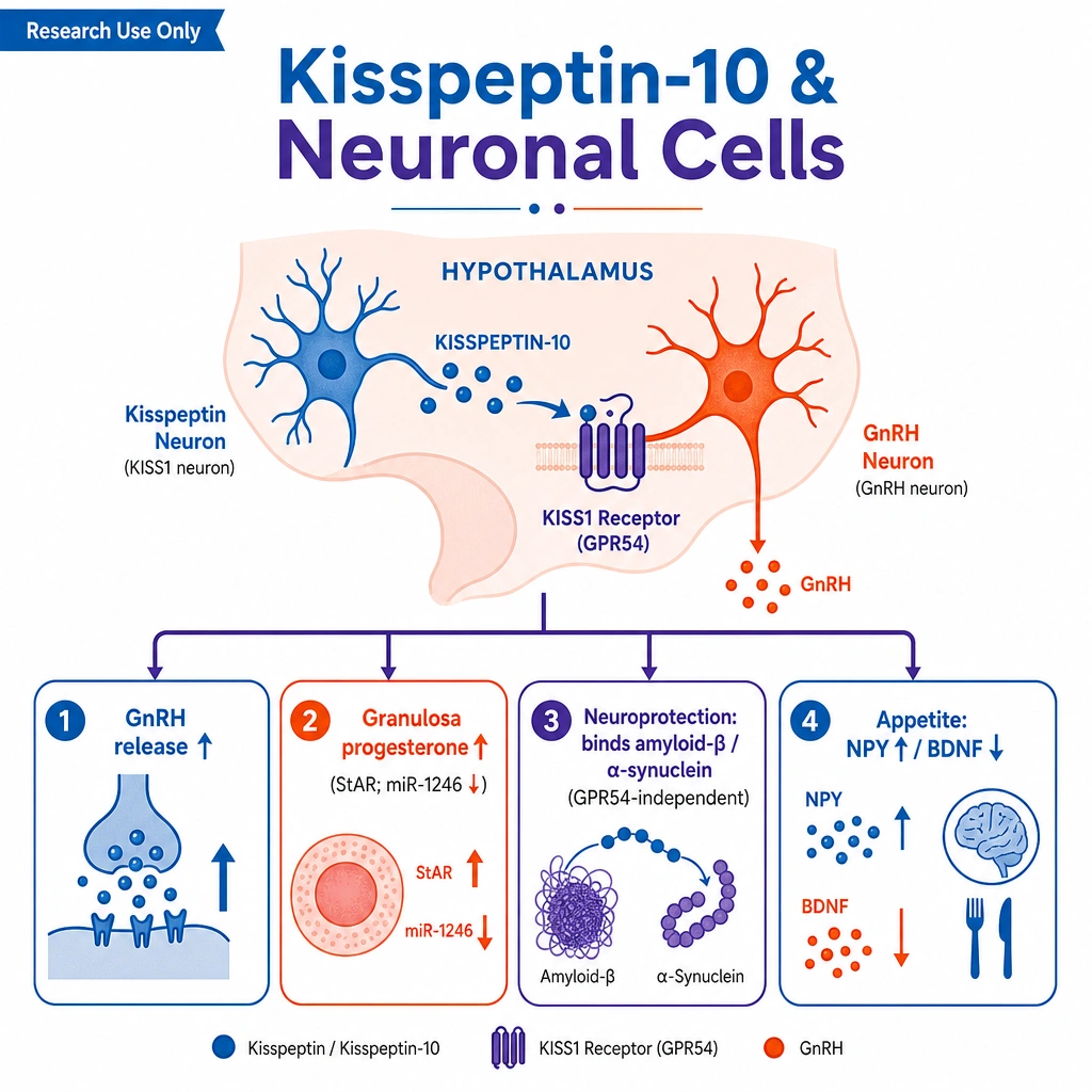 A scientific infographic, "Kisspeptin-10 & Neuronal Cells." Center: a hypothalamus with a **kisspeptin neuron** signaling a **GnRH neuron** via the **KISS1 receptor (GPR54)**. Four outcome tiles: "GnRH release ↑," "Granulosa progesterone ↑ (StAR; miR-1246 ↓)," "Neuroprotection: binds amyloid-β / α-synuclein (GPR54-independent)," "Appetite: NPY ↑ / BDNF ↓."