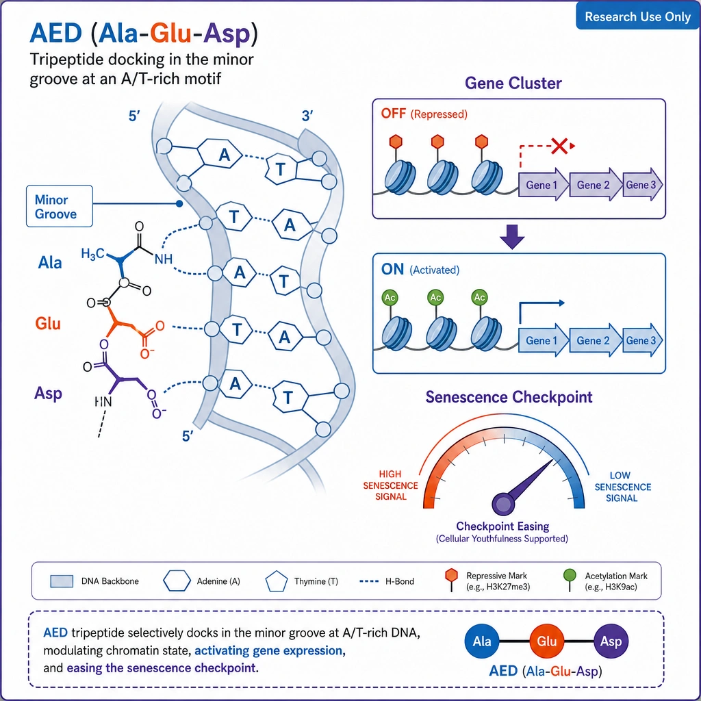A molecular close-up: the **AED (Ala-Glu-Asp)** tripeptide docking into the minor groove of a DNA double helix at an A/T-rich motif, with a nearby gene cluster switching between off and on, and a senescence checkpoint dial easing. Textbook chromatin style.