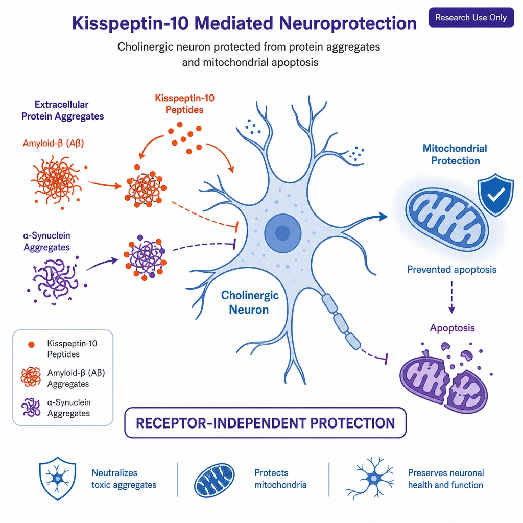 A **cholinergic neuron** with kisspeptin-10 peptides binding and neutralizing extracellular **amyloid-β and α-synuclein** aggregates, protecting the mitochondria from apoptosis; a label reads receptor-independent protection.