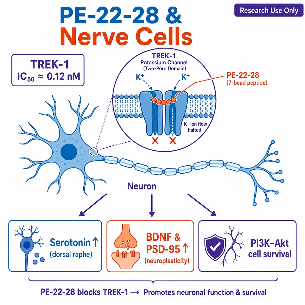a stylized neuron with a magnified patch of membrane showing a two-pore **TREK-1 potassium channel** being plugged by a small 7-bead peptide, with K+ ions halted at the pore.