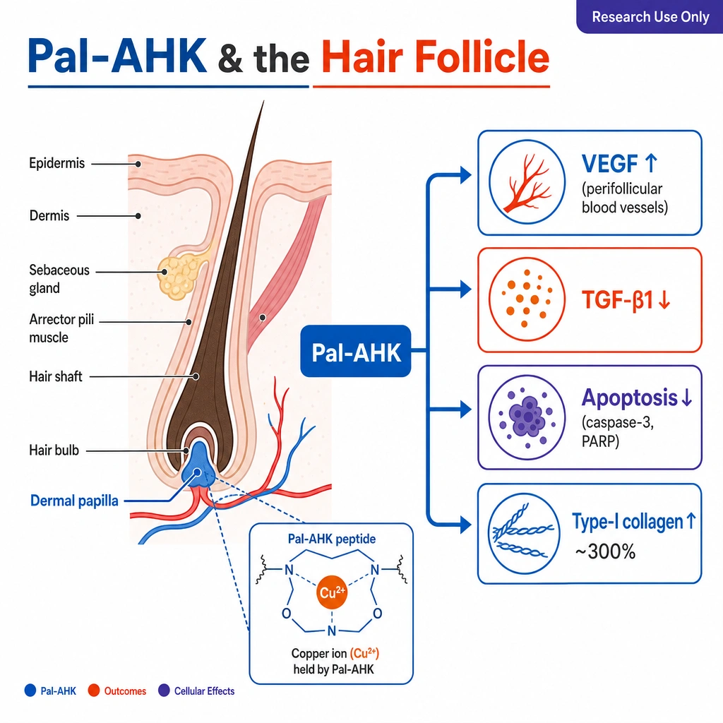 Pal-AHK & the Hair Follicle." Left: a labeled cross-section of a hair follicle with the **dermal papilla** highlighted. Right: four arrow-linked outcome tiles — "VEGF ↑ (perifollicular blood vessels)," "TGF-β1 ↓," "Apoptosis ↓ (caspase-3, PARP)," "Type-I collagen ↑ ~300%." A small inset shows a copper ion (Cu²⁺) held by the peptide.