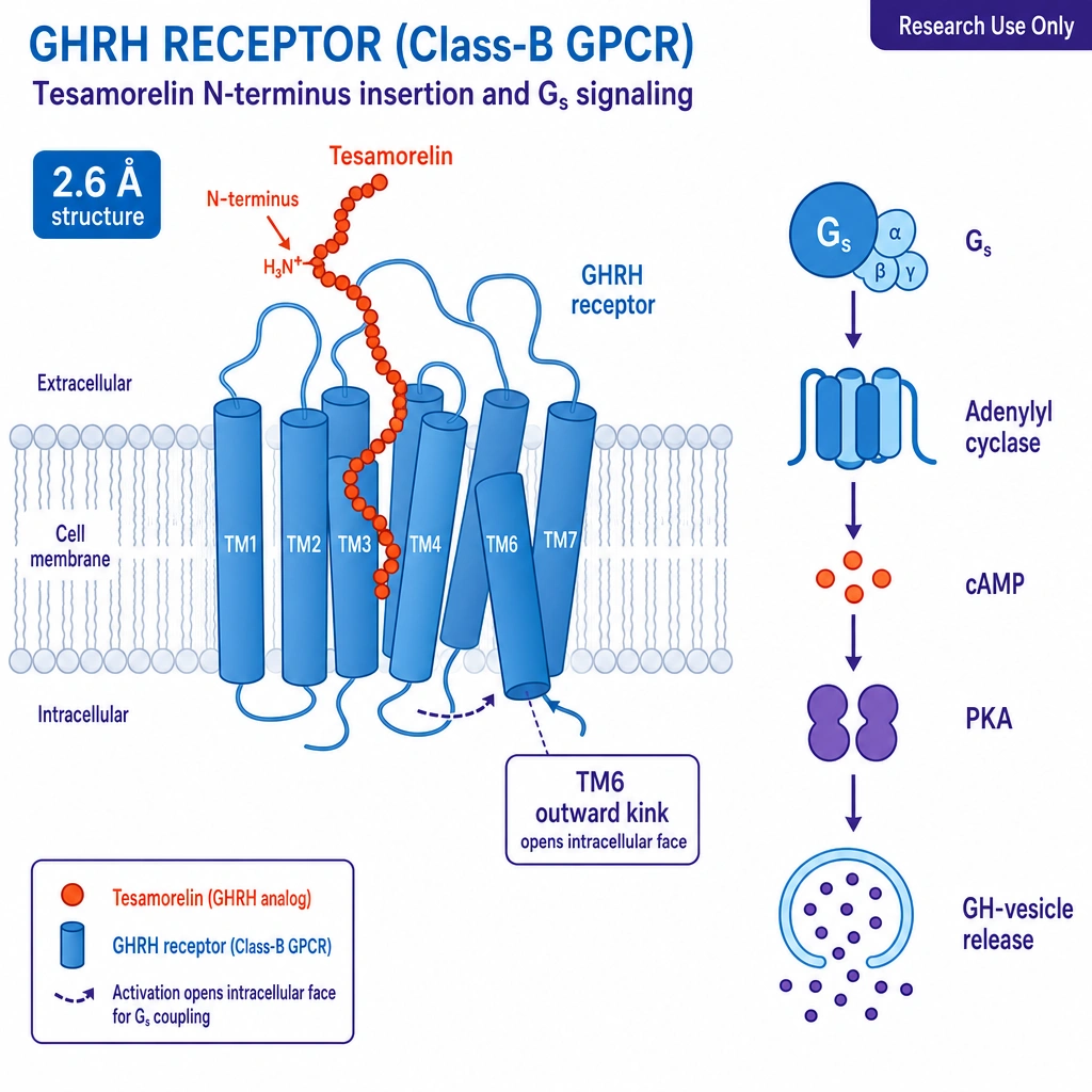 A cross-section of a pituitary cell membrane showing the **GHRH receptor** (a class-B GPCR) with tesamorelin's N-terminus inserting into the transmembrane core; a labeled TM6 outward kink opening the intracellular face; then Gs → adenylyl cyclase → cAMP → PKA → GH-vesicle release. Cryo-EM-inspired but simplified; 2.6 Å structure call-out.