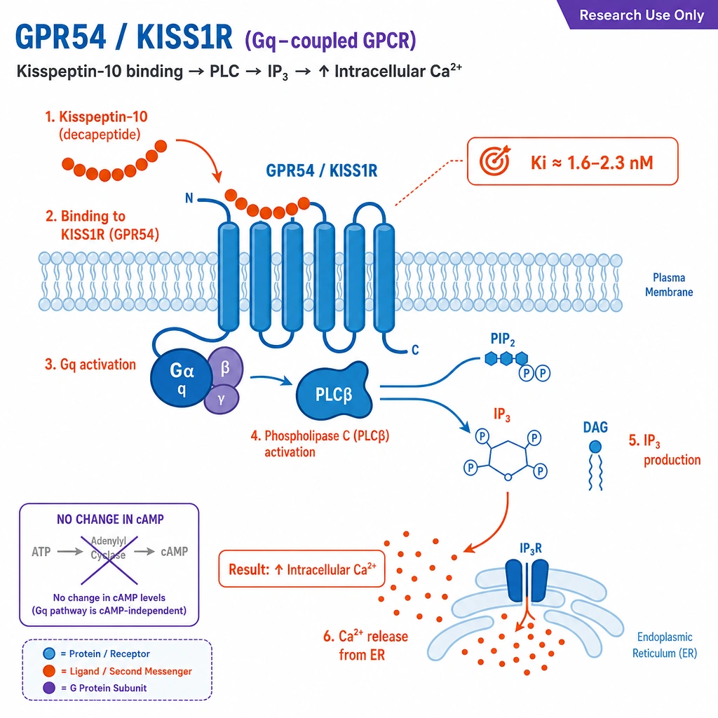 A membrane diagram of **GPR54 / KISS1R** (a Gq-coupled GPCR): the kisspeptin-10 decapeptide binding → phospholipase C → IP₃ → intracellular Ca²⁺ rise, with a note no change in cAMP and a call-out Ki ≈ 1.6–2.3 nM.