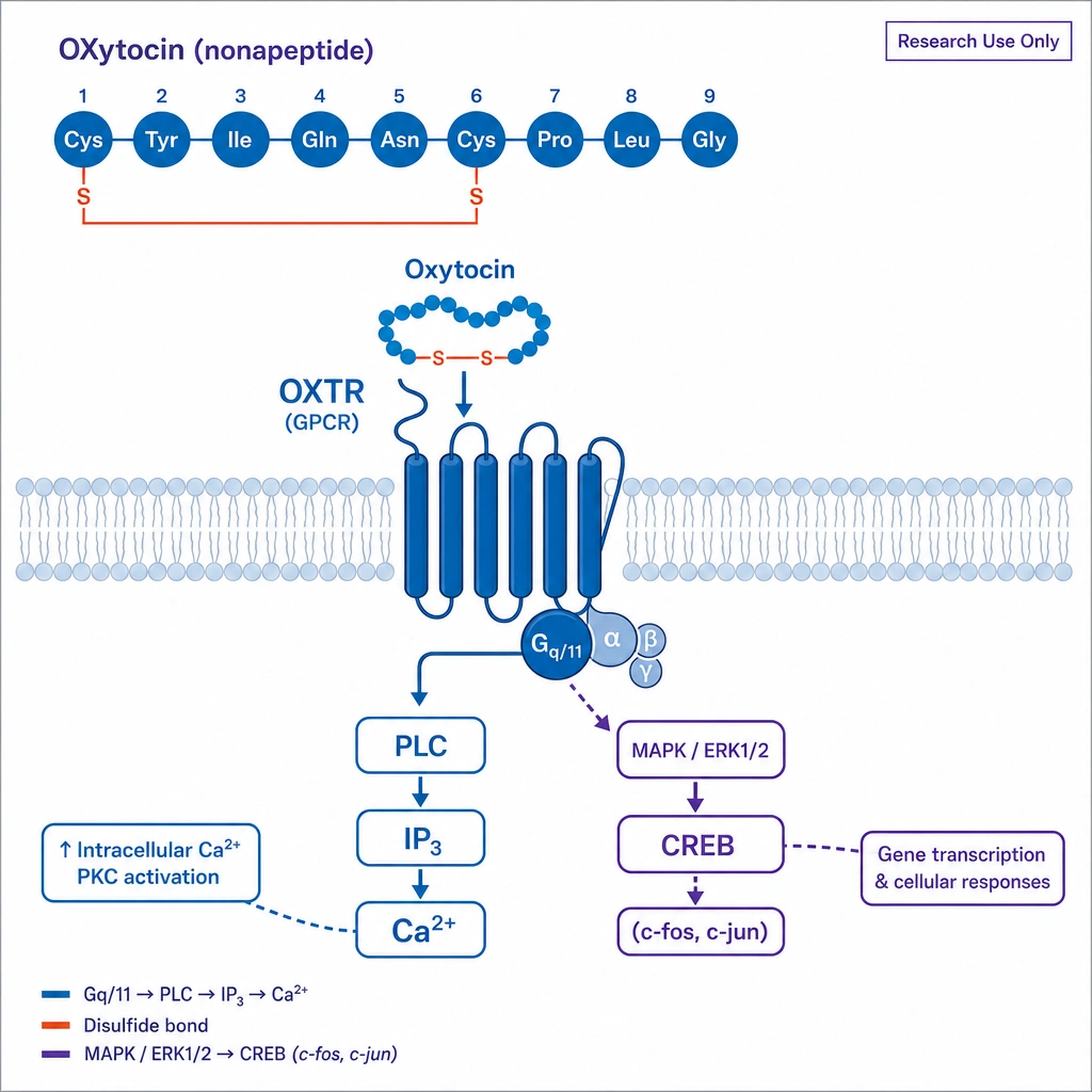 A membrane diagram of the **OXTR** (a GPCR) with the oxytocin **nonapeptide** (show its 9 residues and the disulfide-bridged ring) binding, then Gq/11 → PLC → IP₃ → Ca²⁺ plus a second branch MAPK / ERK1/2 → CREB (c-fos, c-jun).