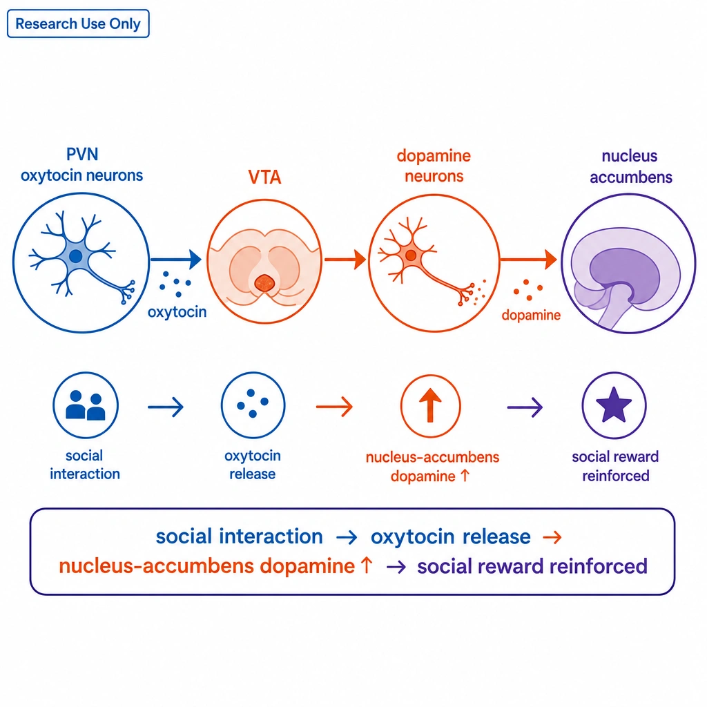 A focused circuit diagram: PVN oxytocin neurons → VTA → dopamine neurons → nucleus accumbens, with a caption social interaction → oxytocin release → nucleus-accumbens dopamine ↑ → social reward reinforced.