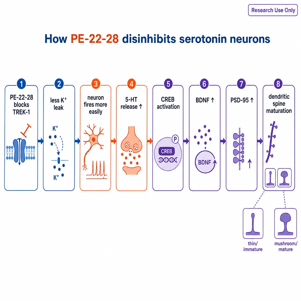 Nodes connected by arrows: PE-22-28 blocks TREK-1 → less K⁺ leak → neuron fires more easily → 5-HT release ↑ → CREB activation → BDNF ↑ → PSD-95 ↑ → dendritic spine maturation. End with two tiny spine icons: thin/immature vs mushroom/mature.