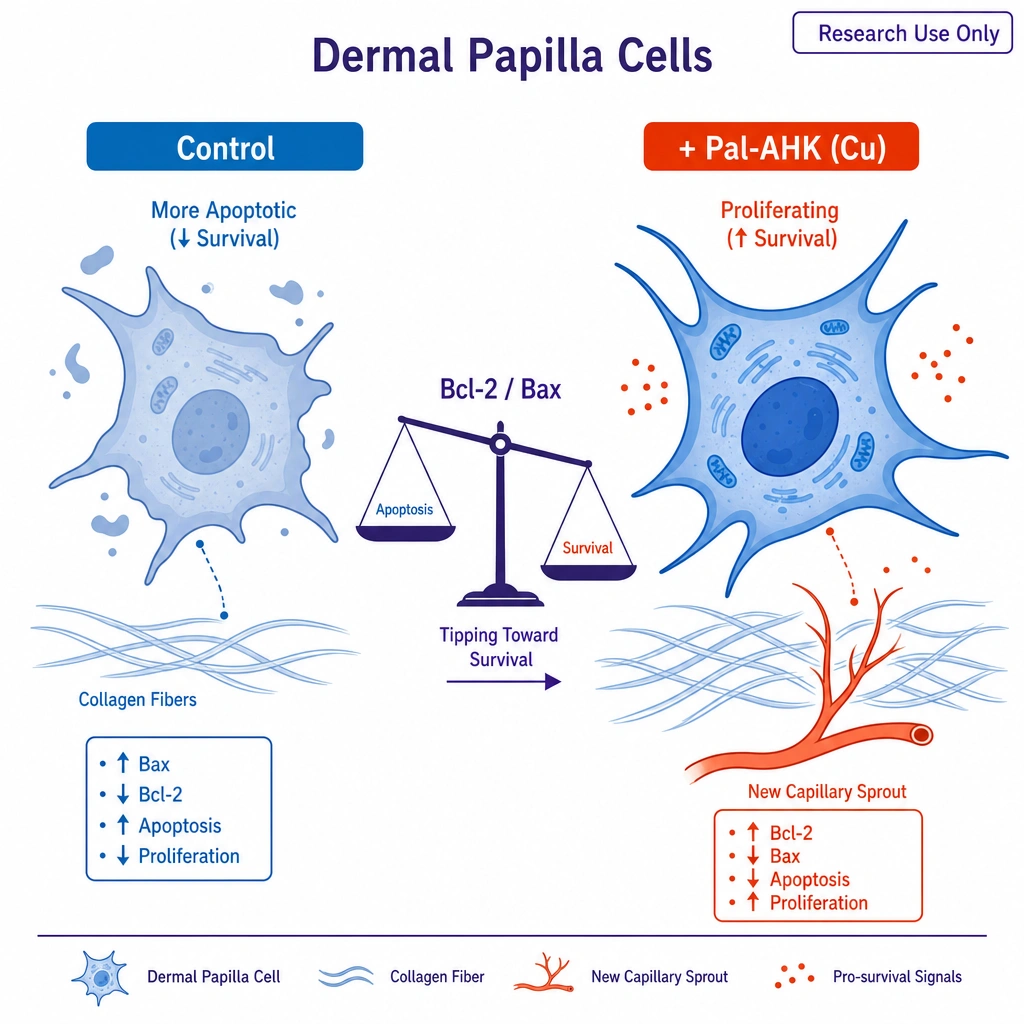Two side-by-side **dermal papilla cells**: a control cell (more apoptotic, muted blue) and a + Pal-AHK (Cu) cell (proliferating, vivid). Between them, a small balance scale labeled Bcl-2 / Bax tipping toward survival; collagen fibers and a new capillary sprout appear on the treated side.