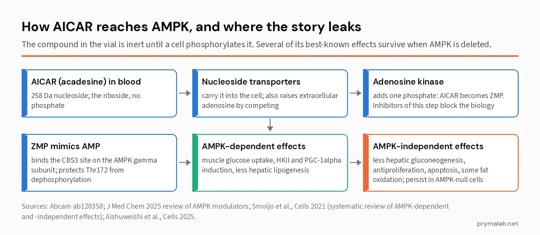 Six-step flow diagram from AICAR in blood through nucleoside transporters and adenosine kinase to ZMP, which mimics AMP at the AMPK gamma subunit, then splitting into AMPK-dependent effects such as muscle glucose uptake and PGC-1alpha induction and AMPK-independent effects such as reduced hepatic gluconeogenesis and antiproliferation