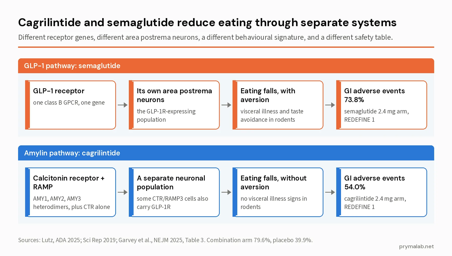 Two-panel diagram of the GLP-1 pathway of semaglutide against the calcitonin receptor and RAMP pathway of cagrilintide, ending in REDEFINE 1 GI adverse event rates