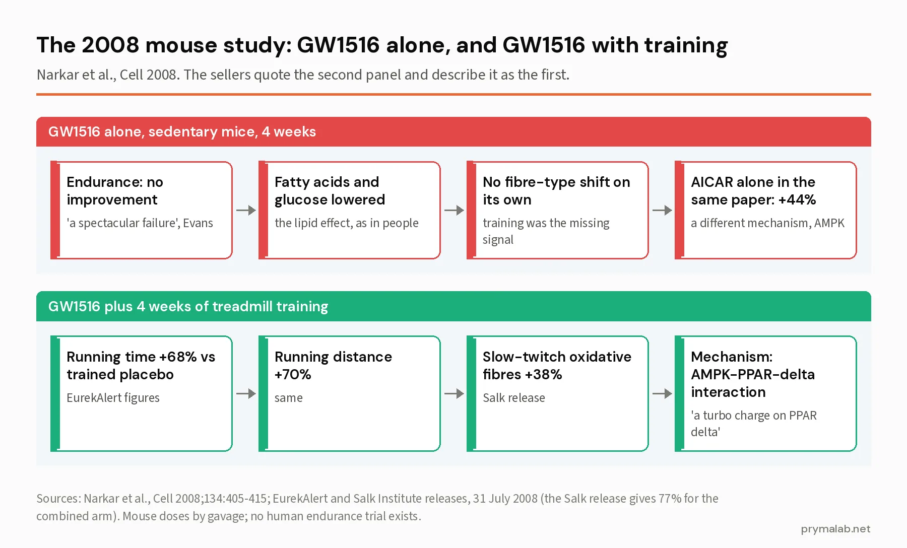 Two-panel diagram of the 2008 Cell study: GW1516 alone in sedentary mice gave no endurance improvement, while GW1516 with four weeks of treadmill training raised running time 68 percent and distance 70 percent with a 38 percent increase in slow-twitch fibres