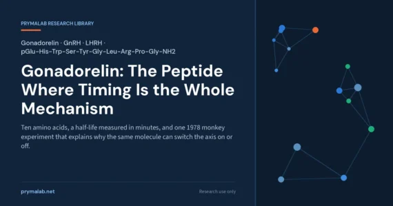 Gonadorelin research library featured image: the native GnRH decapeptide pGlu-His-Trp-Ser-Tyr-Gly-Leu-Arg-Pro-Gly-NH2, a half-life measured in minutes, and the 1978 pulsatile experiment