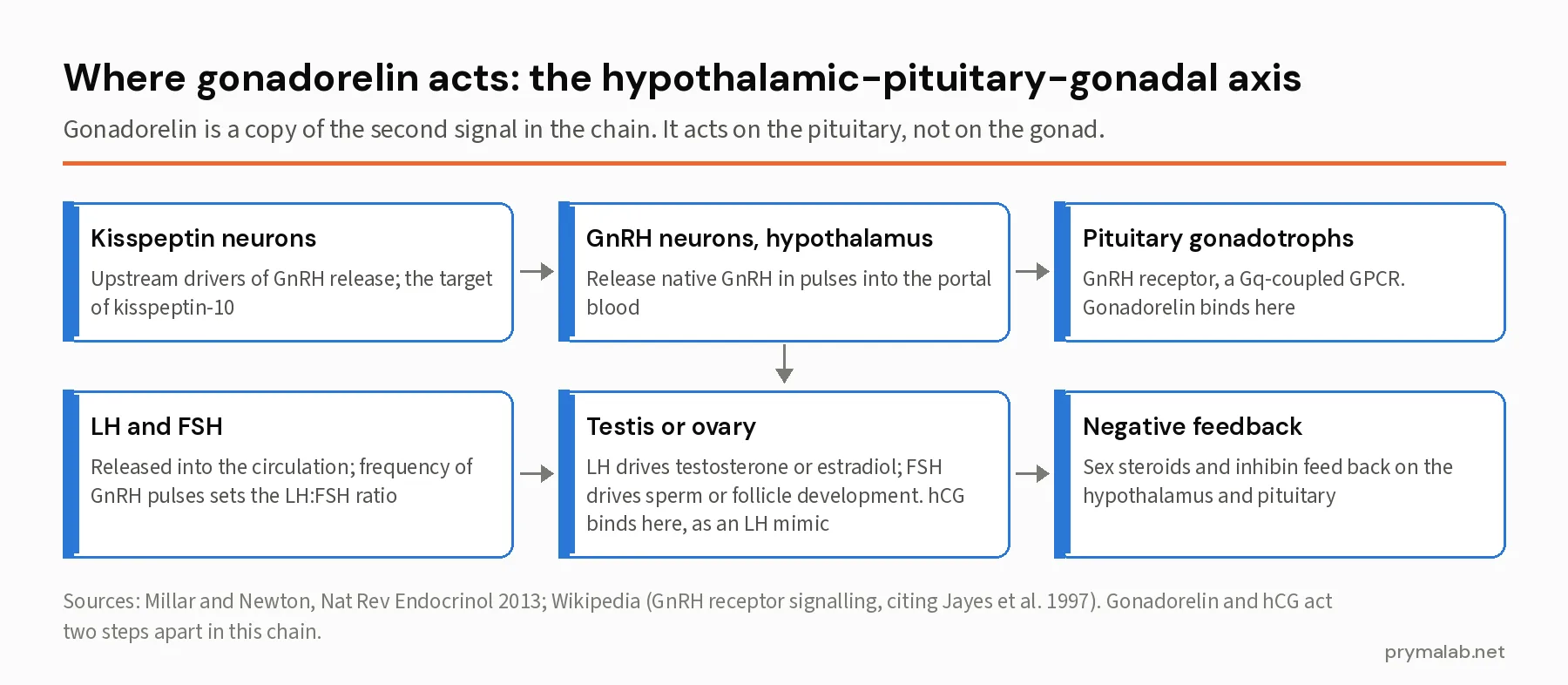 Six-step flow diagram of the hypothalamic-pituitary-gonadal axis from kisspeptin neurons through GnRH neurons, pituitary gonadotrophs, LH and FSH, the testis or ovary, and negative feedback, marking where gonadorelin and hCG act