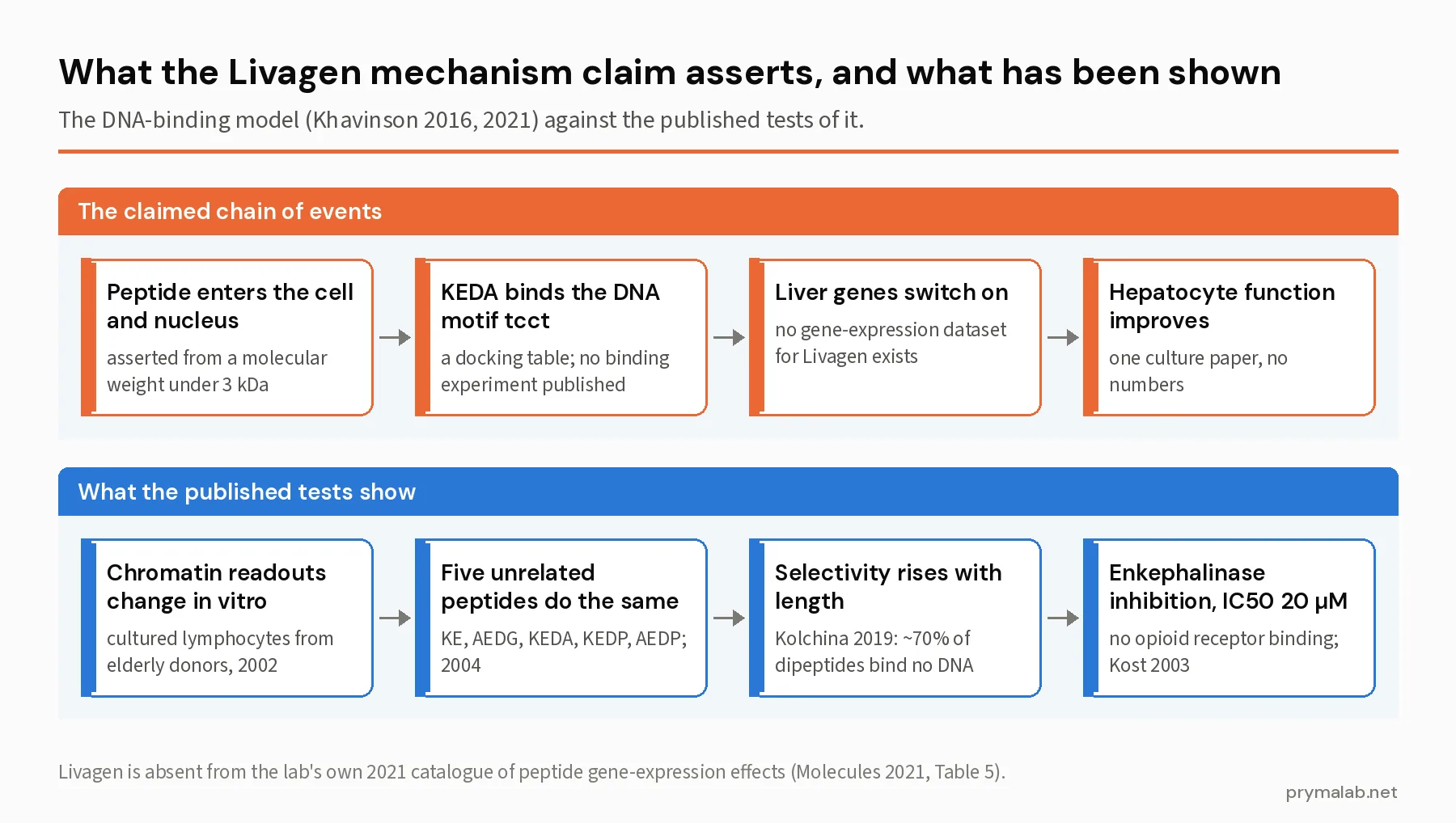Two-panel diagram of the Livagen mechanism: the claimed chain from cell entry to tcct binding to liver genes, against what published tests show