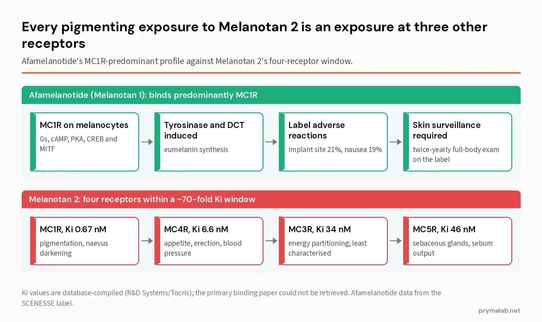 Two-panel diagram contrasting the afamelanotide MC1R-predominant pathway with Melanotan 2 activating MC1R, MC4R, MC3R and MC5R within a 70-fold window