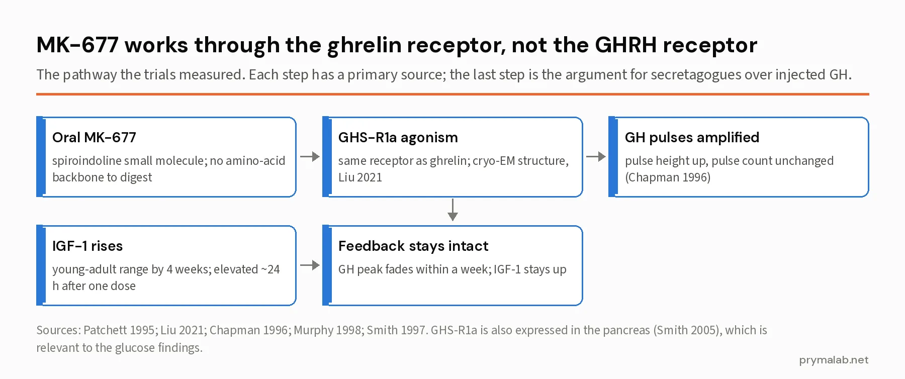 Flow diagram of the MK-677 ibutamoren mechanism: oral small molecule, GHS-R1a agonism, amplified GH pulses, IGF-1 rise, intact feedback