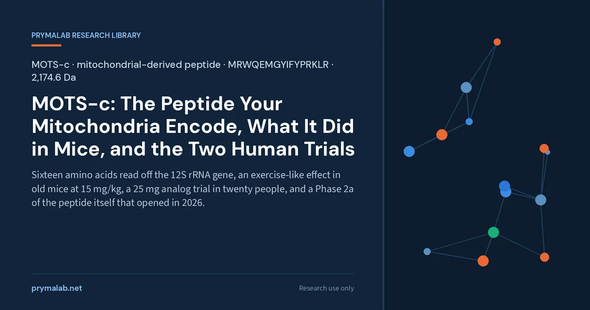 MOTS-c research library featured image: sixteen amino acids read off the mitochondrial 12S rRNA gene, an exercise-like effect in old mice at 15 mg per kg, a 25 mg analog trial in twenty people, and a Phase 2a of the peptide itself that opened in 2026