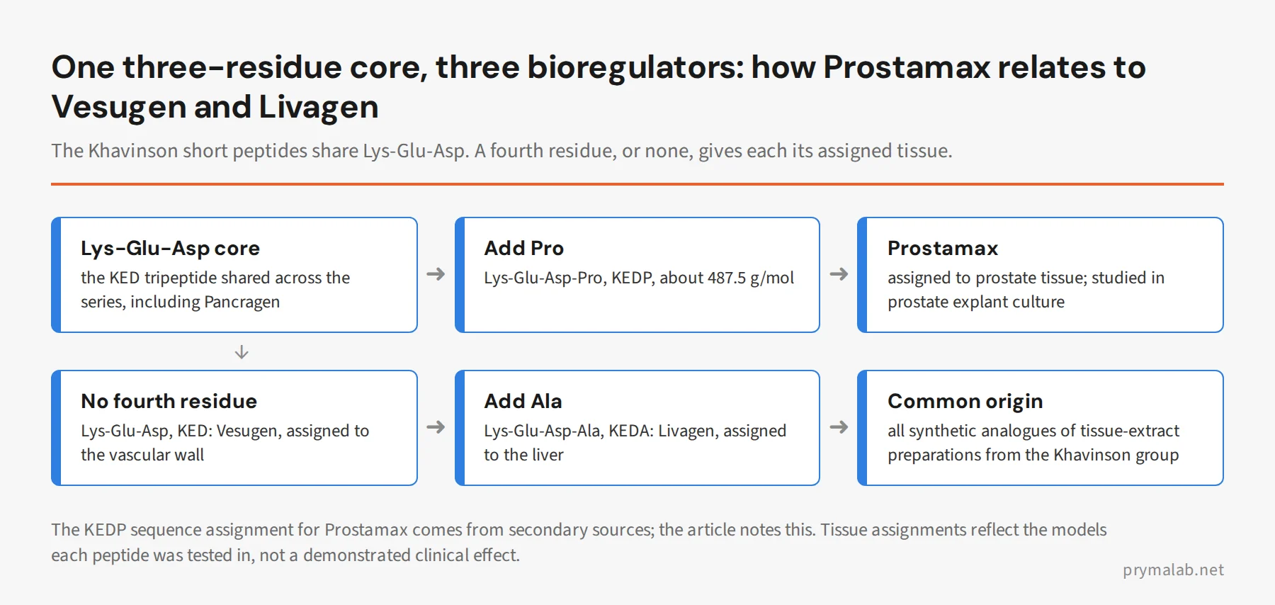 Flow diagram of the shared Lys-Glu-Asp core of the Khavinson bioregulators: adding Pro gives Prostamax (KEDP), adding Ala gives Livagen (KEDA), and the bare tripeptide is Vesugen (KED)