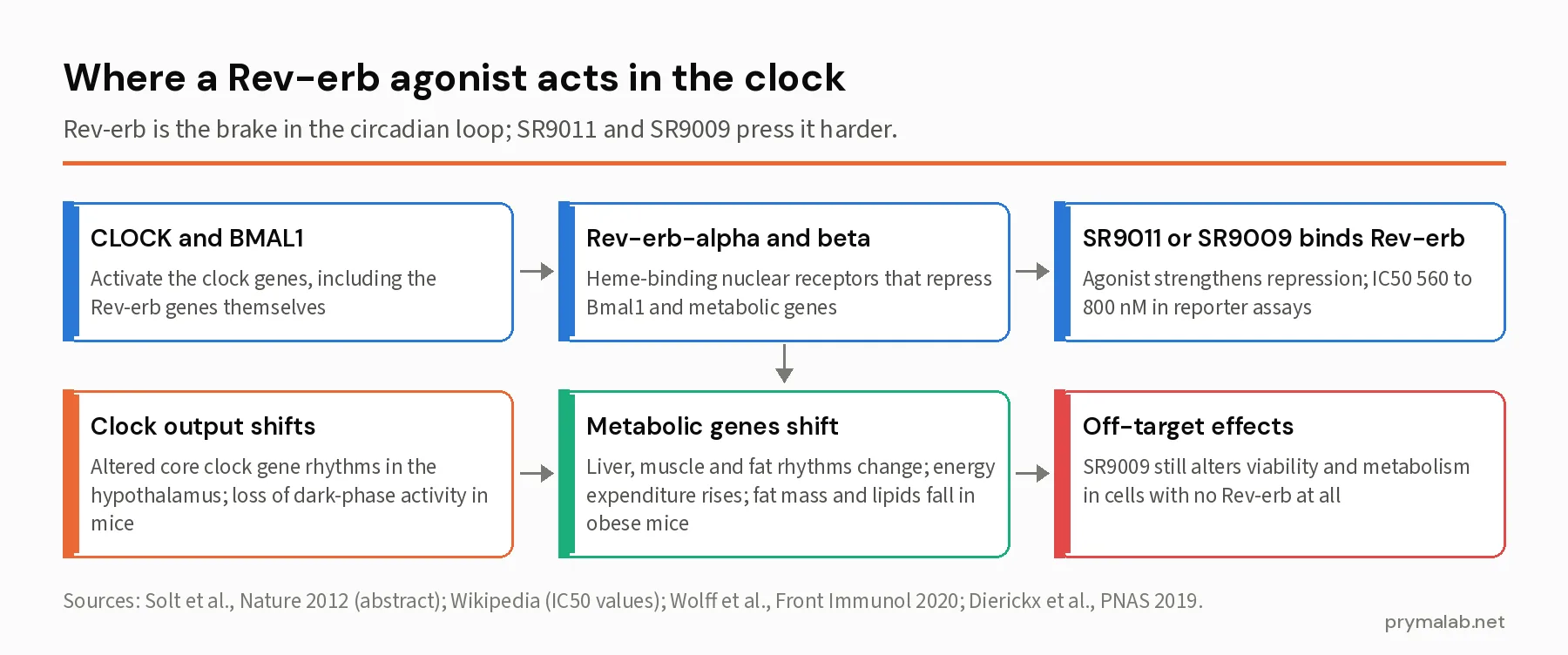 Six-step flow diagram of the circadian loop from CLOCK and BMAL1 to the Rev-erb receptors, the binding of SR9011 or SR9009, the resulting shift in clock and metabolic gene rhythms in mice, and the off-target effects of SR9009 in cells lacking Rev-erb