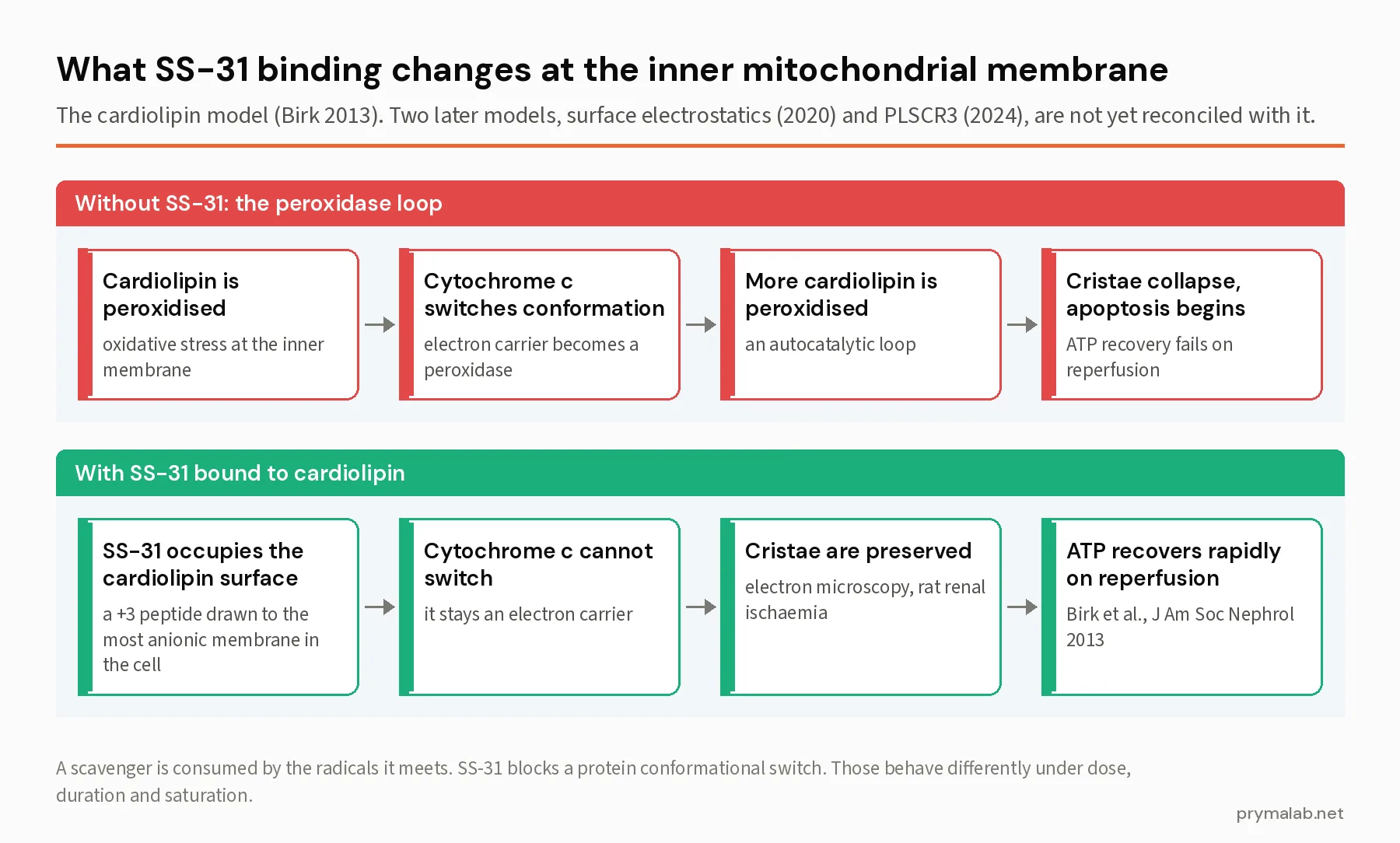 Diagram comparing the mitochondrial inner membrane with and without SS-31: without it, peroxidised cardiolipin switches cytochrome c into peroxidase mode and cristae collapse; with SS-31 bound, cytochrome c stays an electron carrier