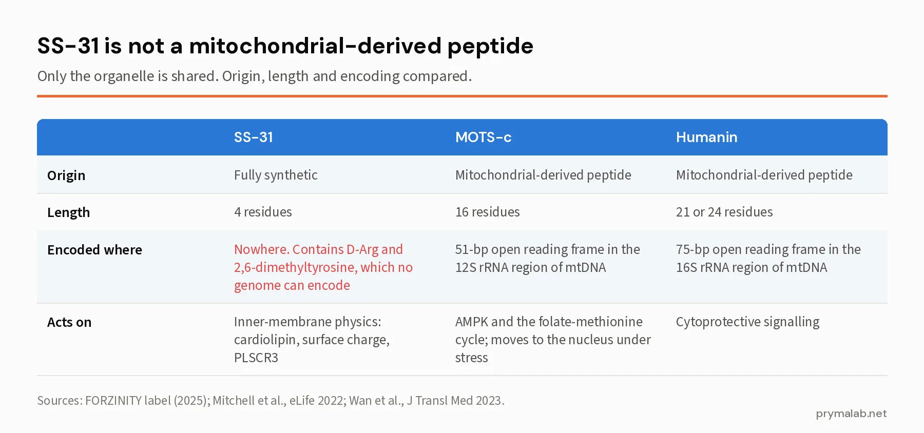 Three-column comparison of SS-31, MOTS-c and humanin showing origin, length and where each is encoded, with SS-31 marked as fully synthetic and encoded nowhere