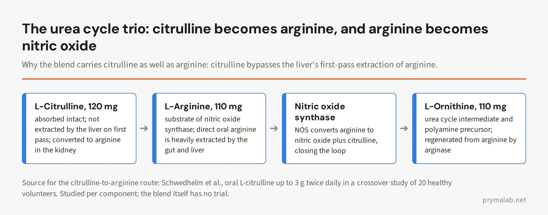 Flow diagram of the urea cycle trio in the SUPER Human Blend: L-citrulline bypasses first-pass extraction and becomes L-arginine, nitric oxide synthase converts arginine to nitric oxide, and L-ornithine is regenerated by arginase