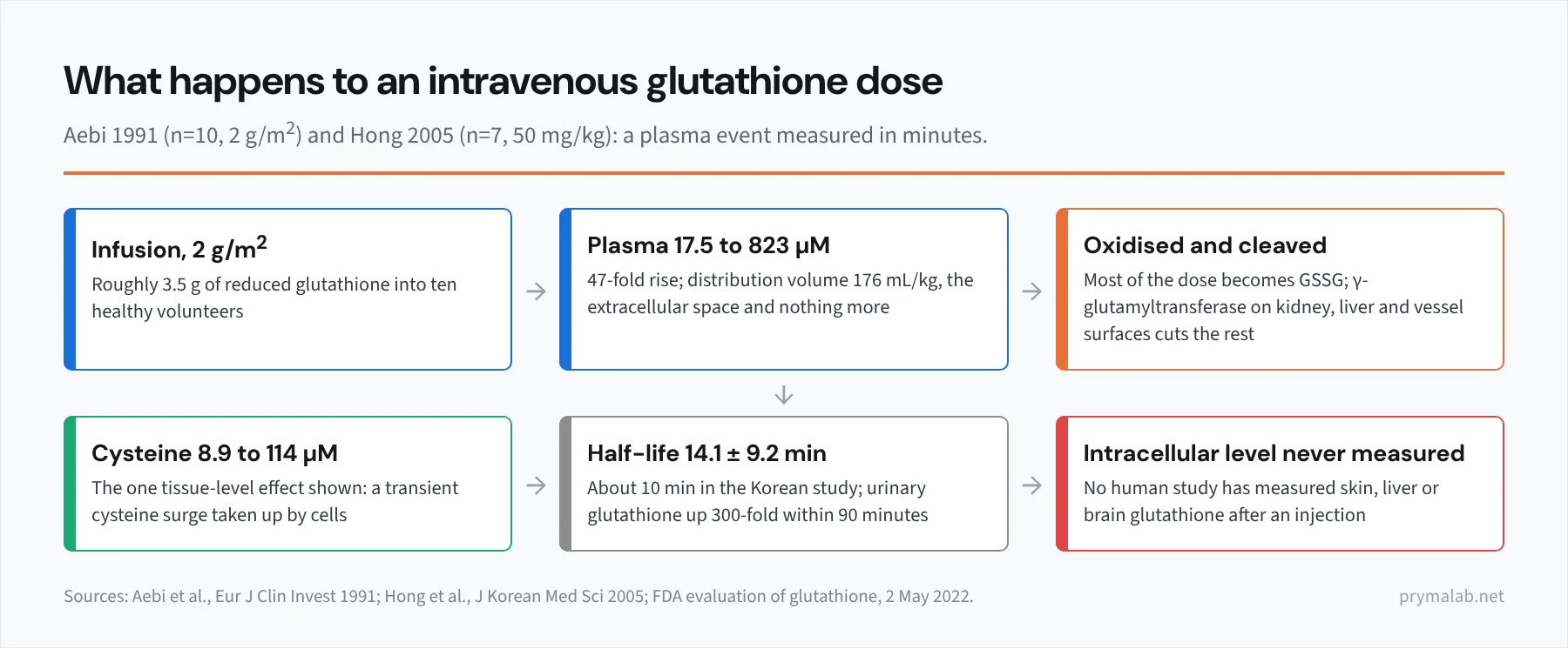 Six-step flow diagram of what happens to an intravenous glutathione dose: infusion of 2 grams per square metre, plasma rising from 17.5 to 823 micromolar in the extracellular space only, oxidation to GSSG and cleavage by gamma-glutamyltransferase on kidney and liver surfaces, a plasma cysteine rise from 8.9 to 114 micromolar, a 300-fold rise in urinary glutathione, and a half-life of 14.1 minutes, with a final box noting that intracellular glutathione in skin, liver or brain was never measured