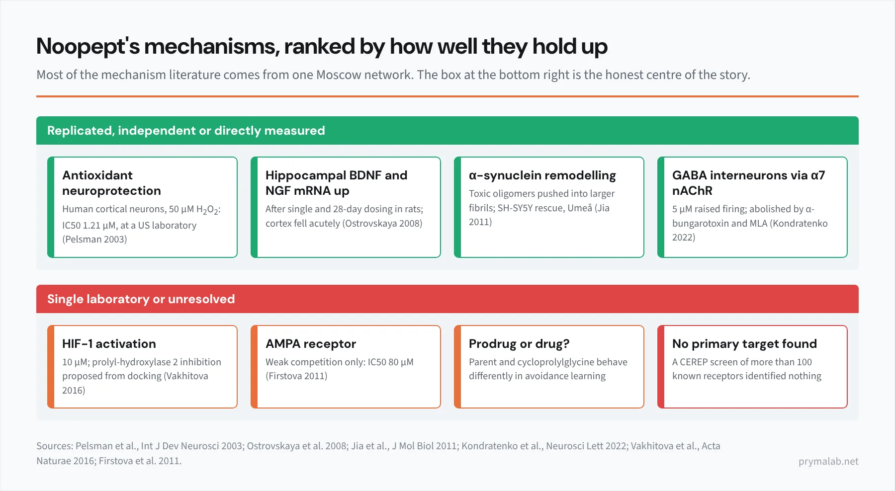 Two-panel infographic ranking Noopept's proposed mechanisms by evidence strength. Left green panel, replicated or independent: antioxidant neuroprotection with IC50 1.21 micromolar in human cortical neurons at a US laboratory; hippocampal BDNF and NGF mRNA increase after single and 28-day dosing; alpha-synuclein fibril remodelling at Umea; GABAergic interneuron activation via alpha-7 nicotinic receptors. Right red panel, single laboratory or unresolved: HIF-1 activation via prolyl hydroxylase 2 at 10 micromolar; weak AMPA site competition at 80 micromolar; cycloprolylglycine prodrug versus intrinsic activity; and a CEREP screen of over 100 receptors that found no primary target