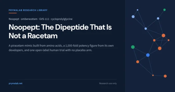 Noopept research library featured image: omberacetam is a phenylacetyl-prolyl-glycine dipeptide built to mimic piracetam, carries a 1,000-fold potency figure from its own developers, and has one open-label human trial with no placebo arm