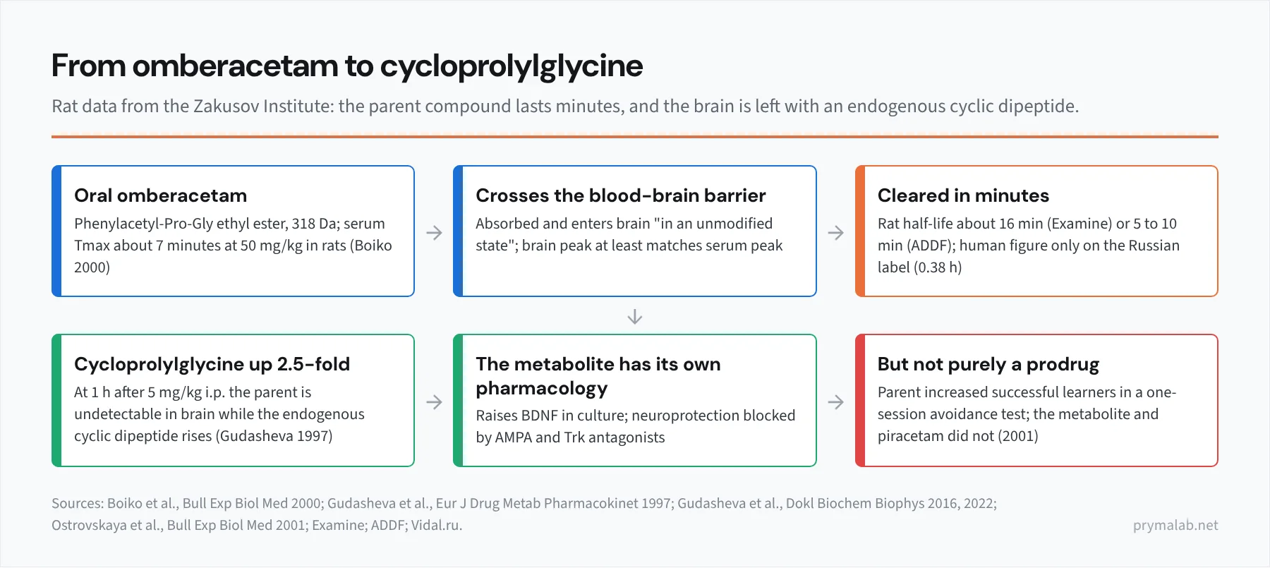 Four-step flow diagram of Noopept's fate in the body: oral omberacetam absorbed within about seven minutes in rats, parent compound crossing the blood-brain barrier with brain peak exceeding serum, rapid hydrolysis and cyclisation to cycloprolylglycine which rises 2.5-fold in brain at one hour while the parent is undetectable, and a final box noting the parent compound has its own effects that the metabolite lacks